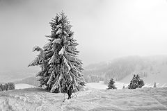 photo "***"