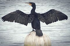 photo "in the port, cormorant"