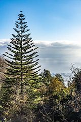 photo "Araucaria"