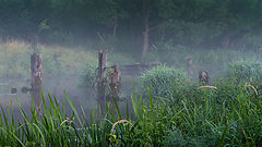 photo "***"