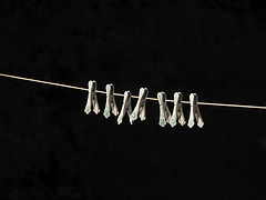 photo "Seven on a string"