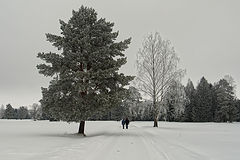 фото "Два дерева"