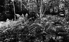 photo "***"