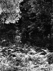 photo "***"