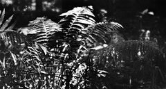 photo "***"