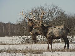 фото "Соперники примирились"