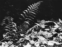 photo "***"