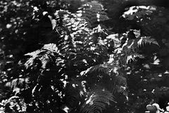 photo "***"