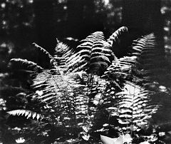 photo "***"