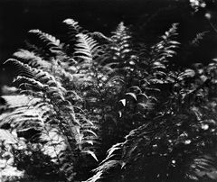 photo "***"
