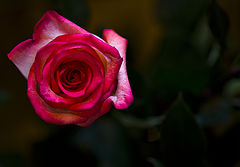 фото "***"