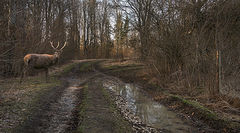 фото "Лесная дорога"