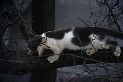 photo "***"