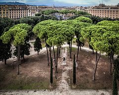 photo "Pine Trees (and other conifers) in Rome"