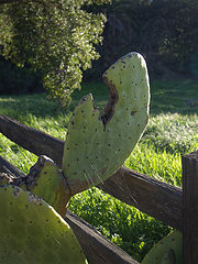 photo "На заборе"