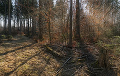 фото "Солнечный лес"