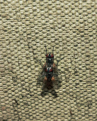 photo "flies"