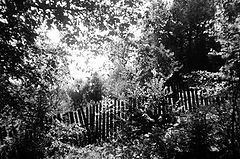 фото "Забор в лесу"