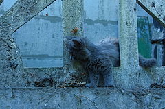 фото "Оттенки дымчатого"