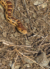 photo "О сусликовой змее"