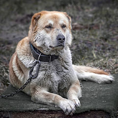 фото "Всю жизнь на службе"