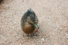 photo "Duck"