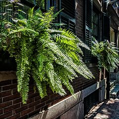 photo "Fern in the City"