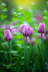 photo "***"