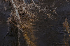 фото "Last rest"