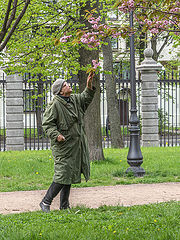 photo "Сакура цветет."