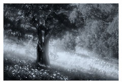 photo "***"