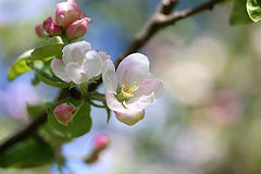 photo "***"