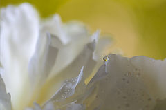 photo "***"