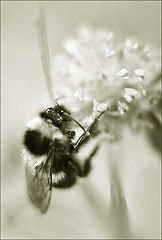 photo "***"