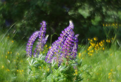 photo "***"