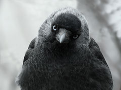 photo "***"