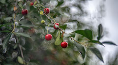 photo "***"