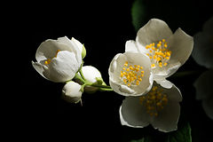 photo "***"