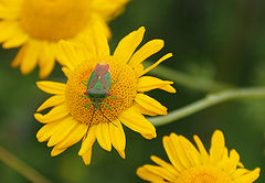 photo "Yellow and Green"