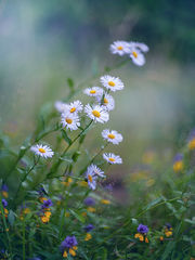 photo "***"