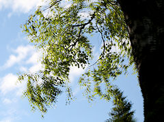 photo "***"