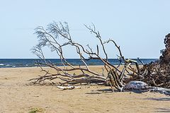 photo "Kolkasrags 2"