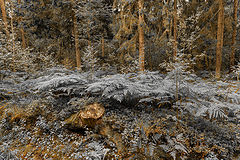 фото "..."