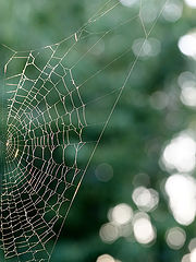 фото "Spiders Web"