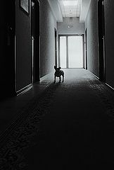 photo "***"