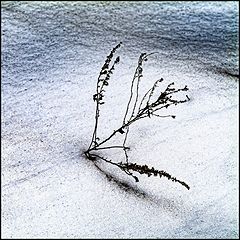 photo "Wintry"
