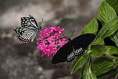 photo "Butterflies"