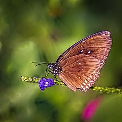 photo "Butterflies 3"