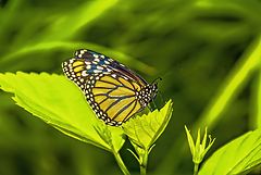 photo "Butterflies 5"
