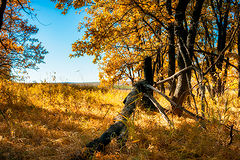 photo "осень, день, пейзаж, деревья"